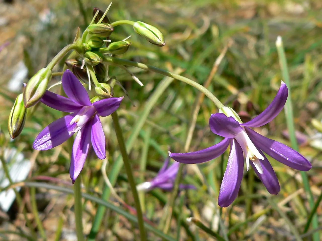 Brodiaea appendiculata