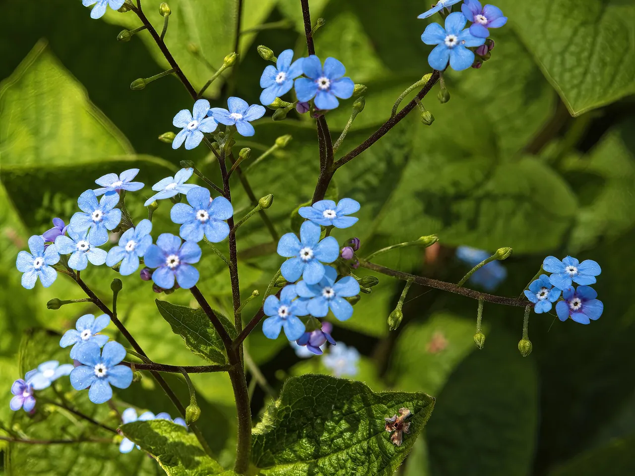 Brunnera macrophylla