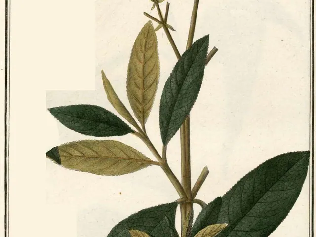 Buddleja incana