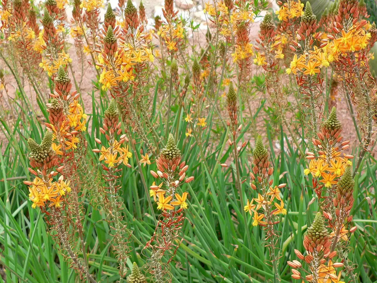 Snake flower