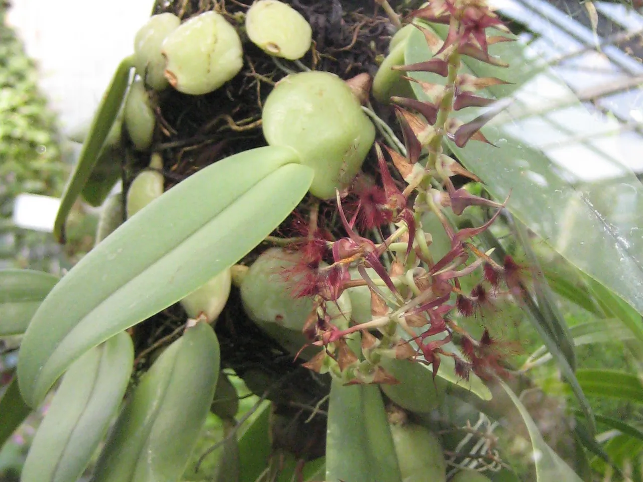 Bearded Bulbophyllum