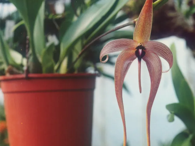 Hedgehog-shaped lip Bulbophyllum