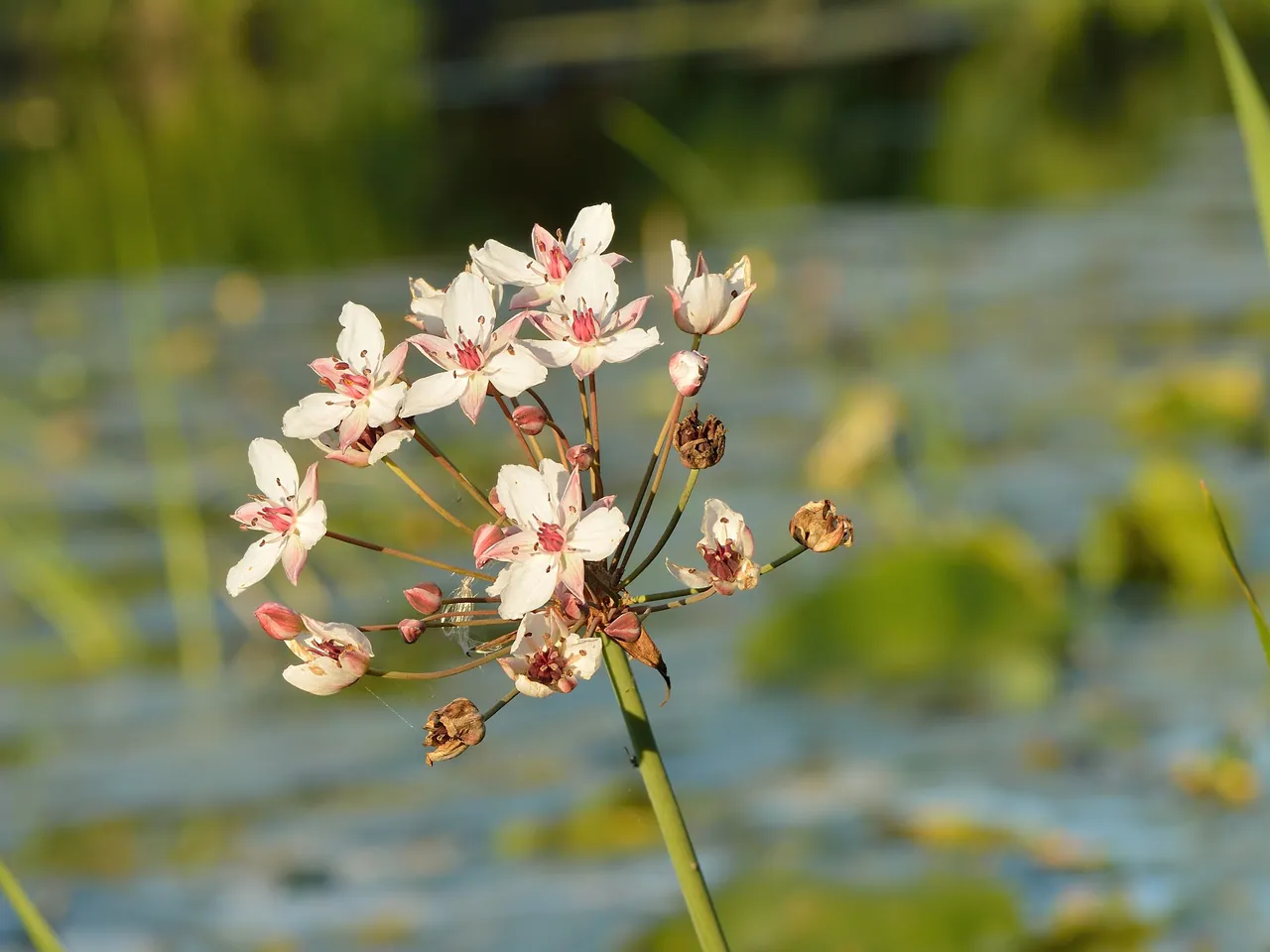 Flowering rush