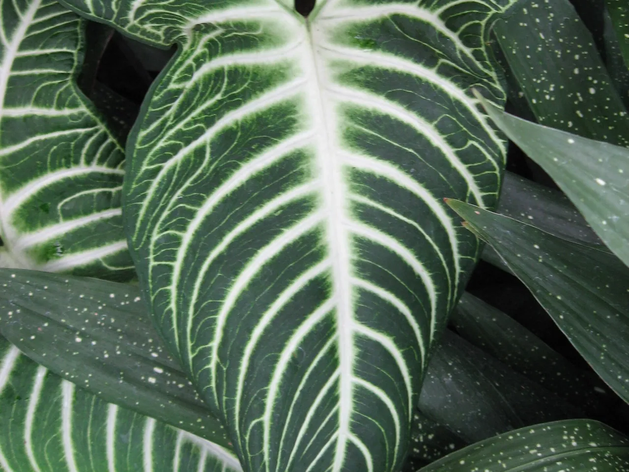 Caladium lindenii