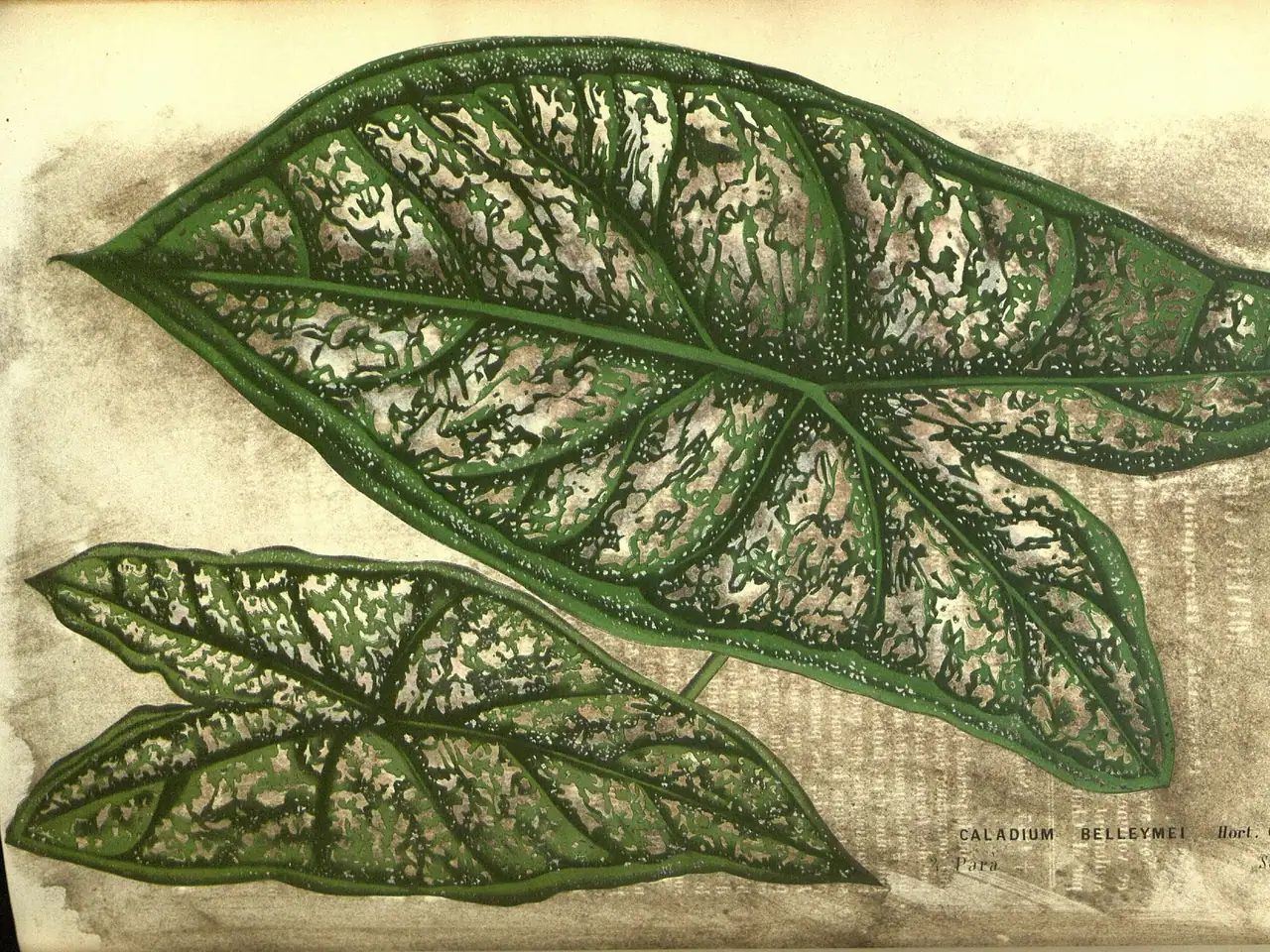 Caladium picturatum