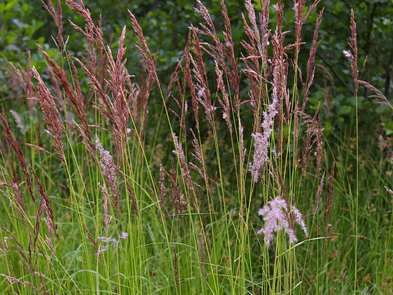 Calamagrostis canescens