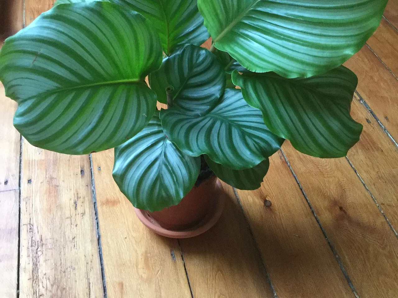 Round-leaf calathea