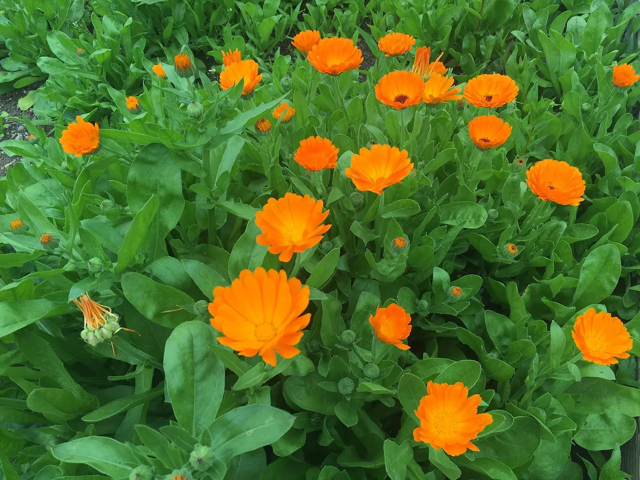 English marigold