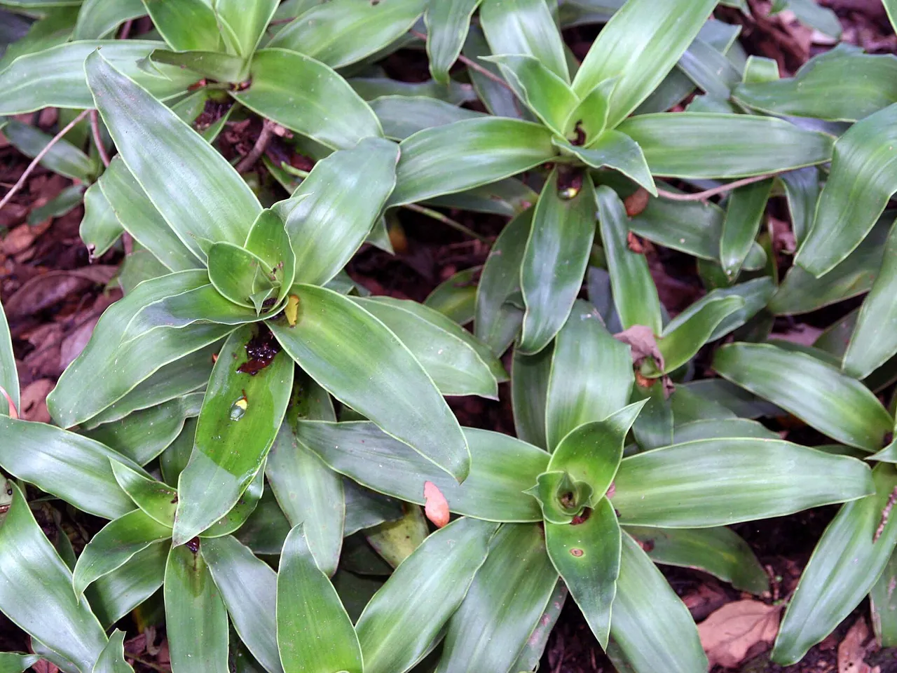 Callisia fragrans