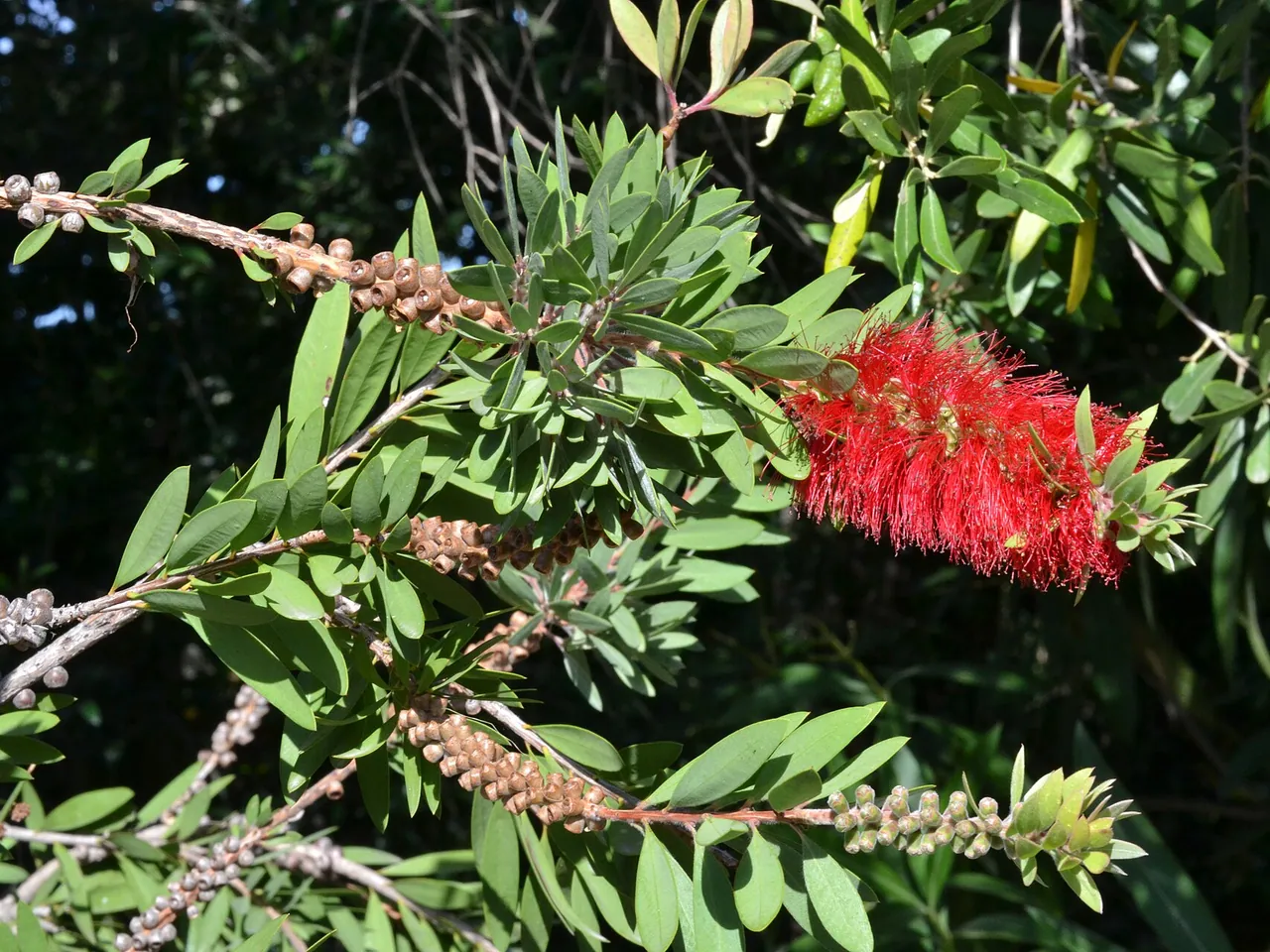 Callistemon citrinus