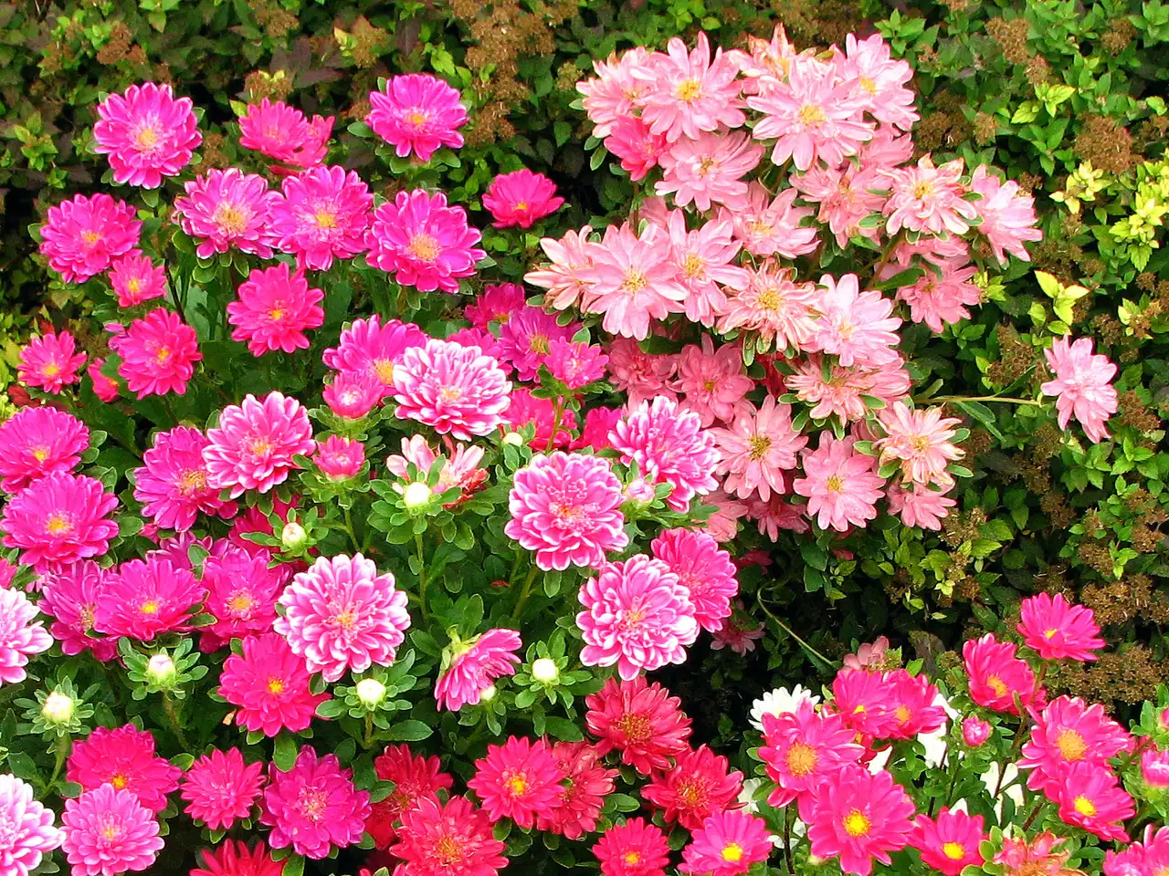 China aster