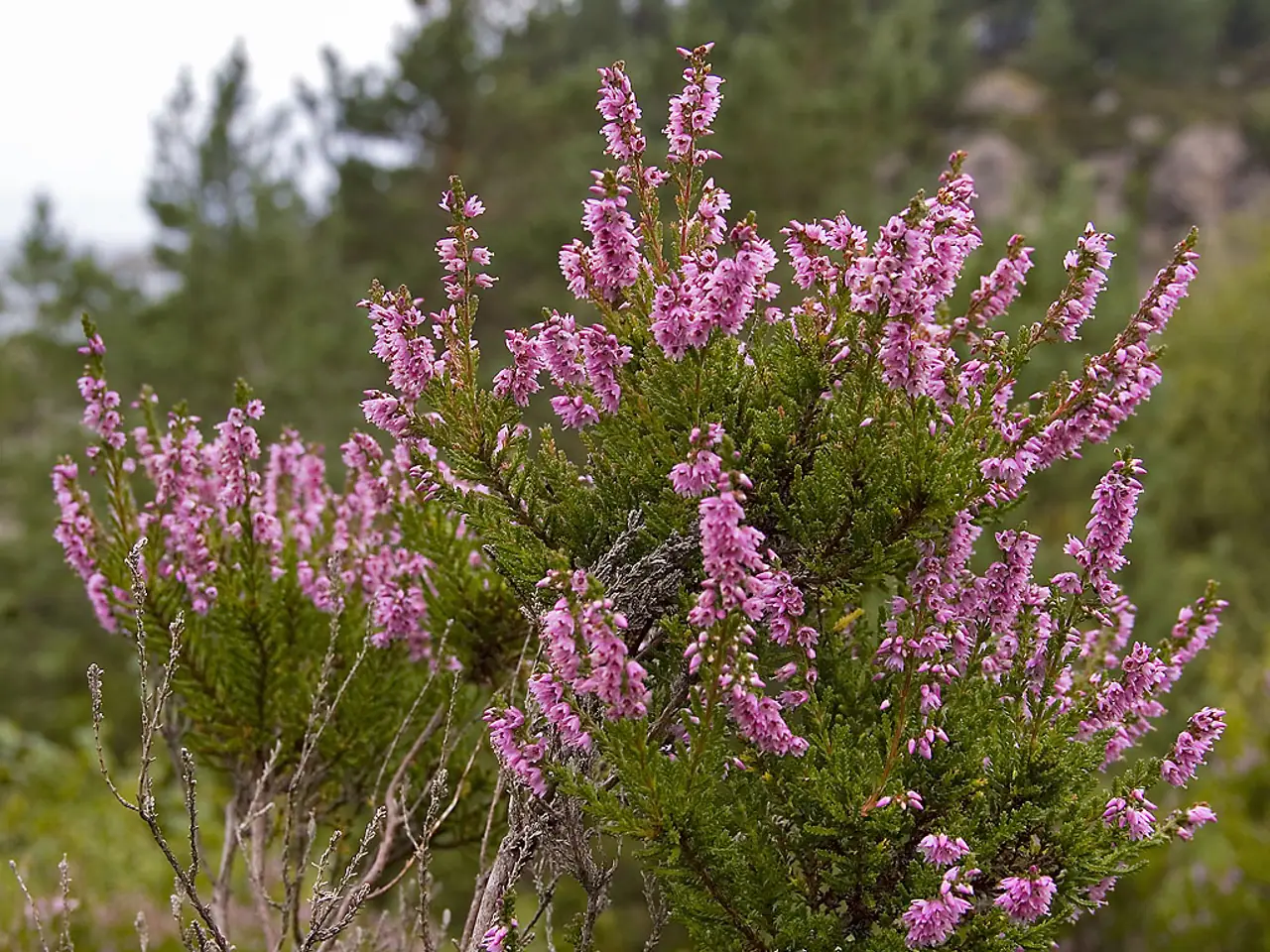 Heather