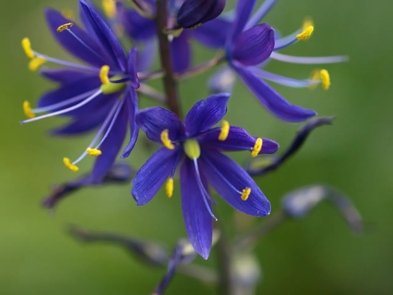 Camassia leichtlinii