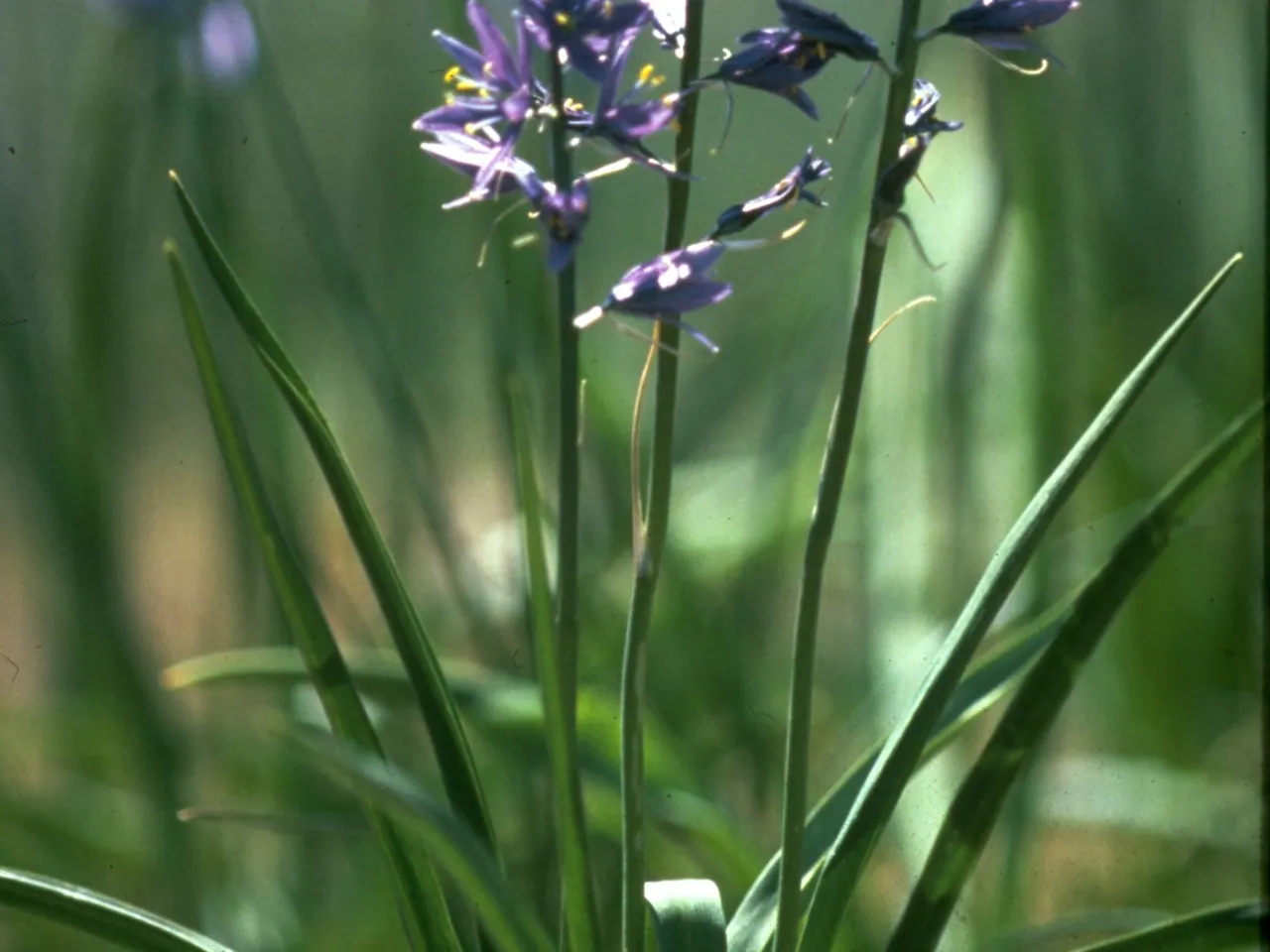 Common camas