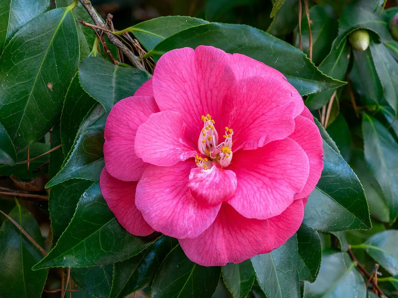 Japanese camellia