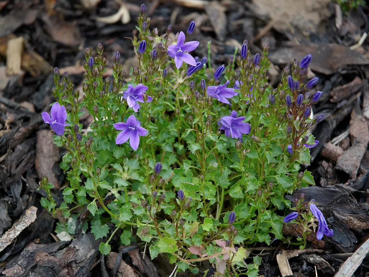 Dalmatian bellflower
