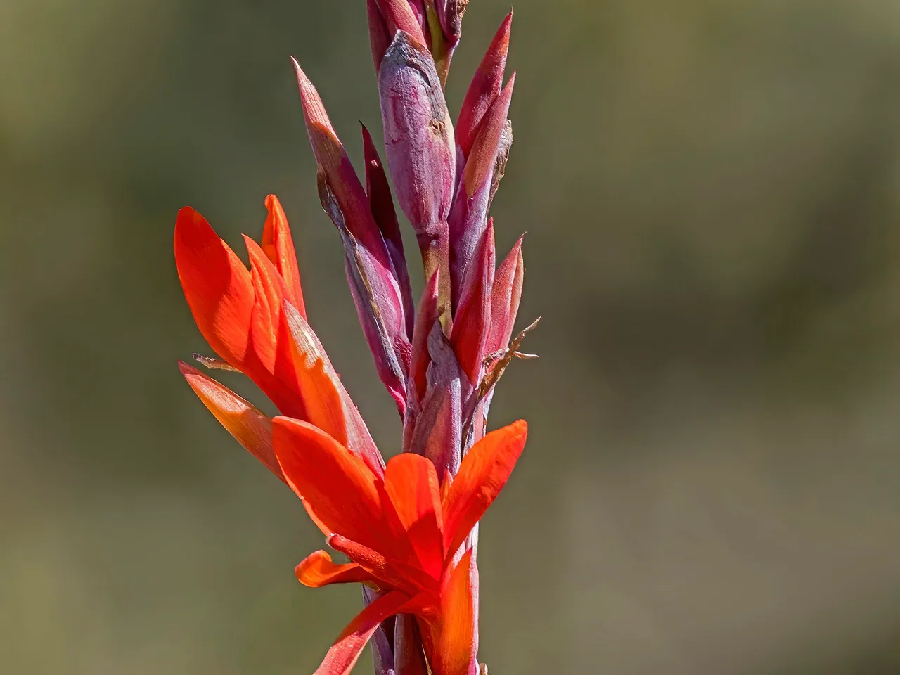 Garden canna