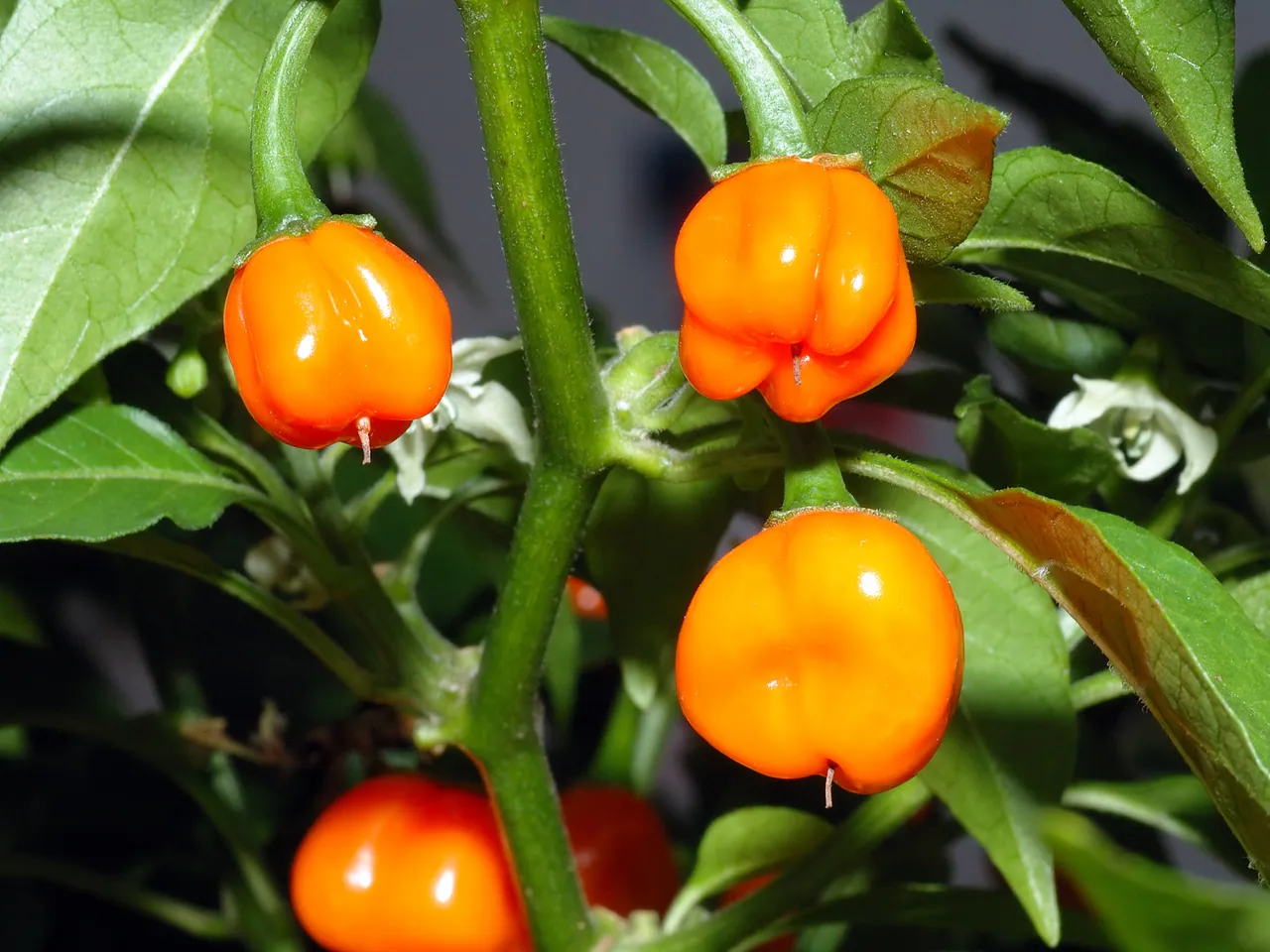 Yellow lantern chili