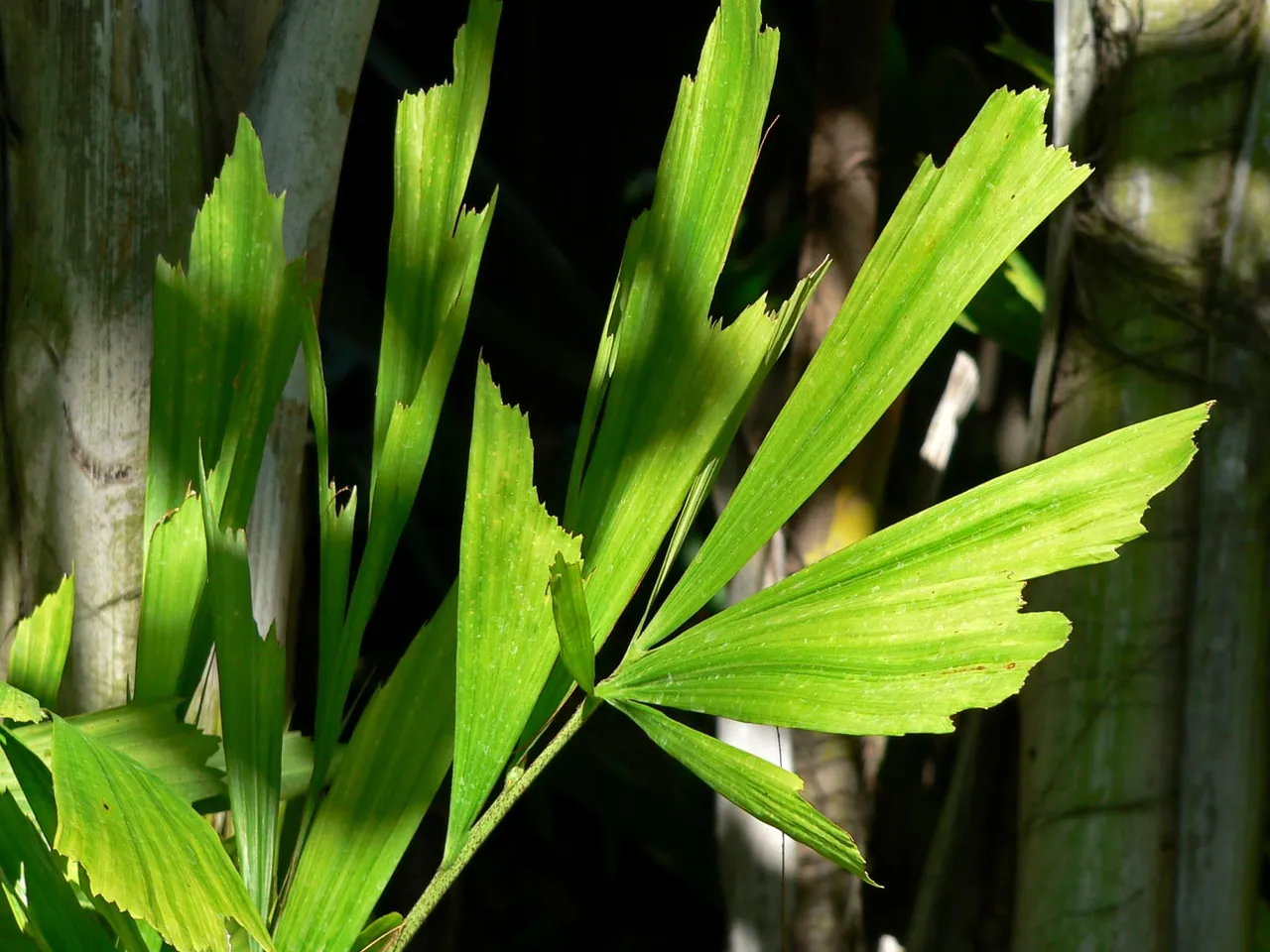 Burmese fishtail palm