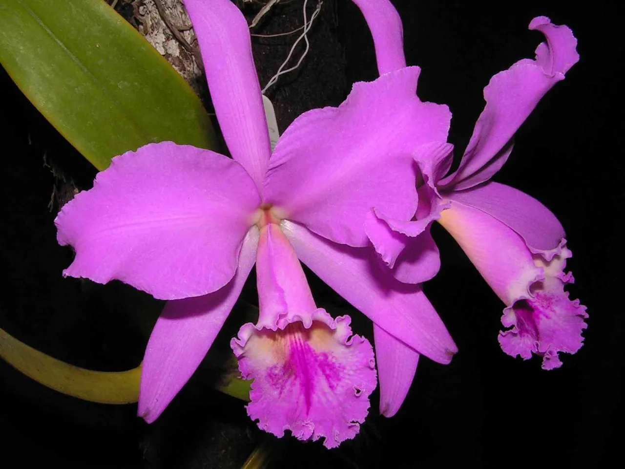 Cattleya orchid