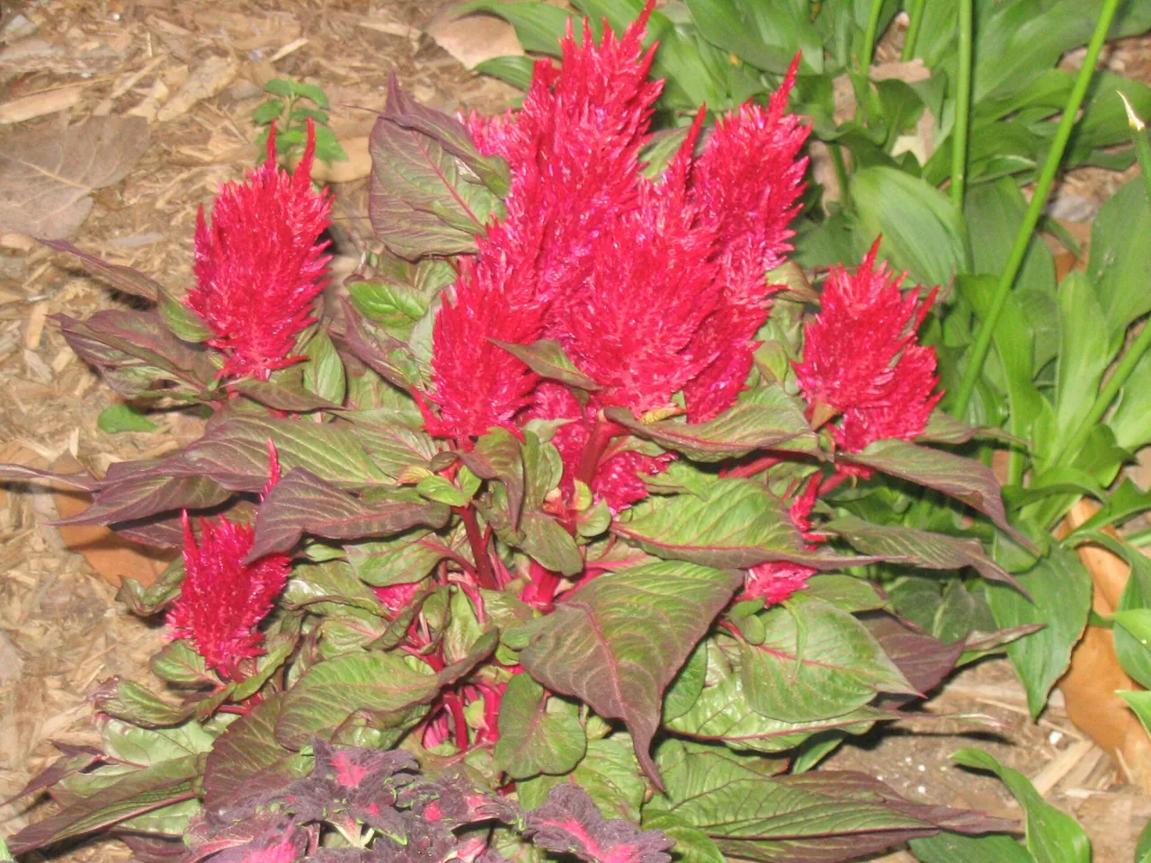 Caudatus