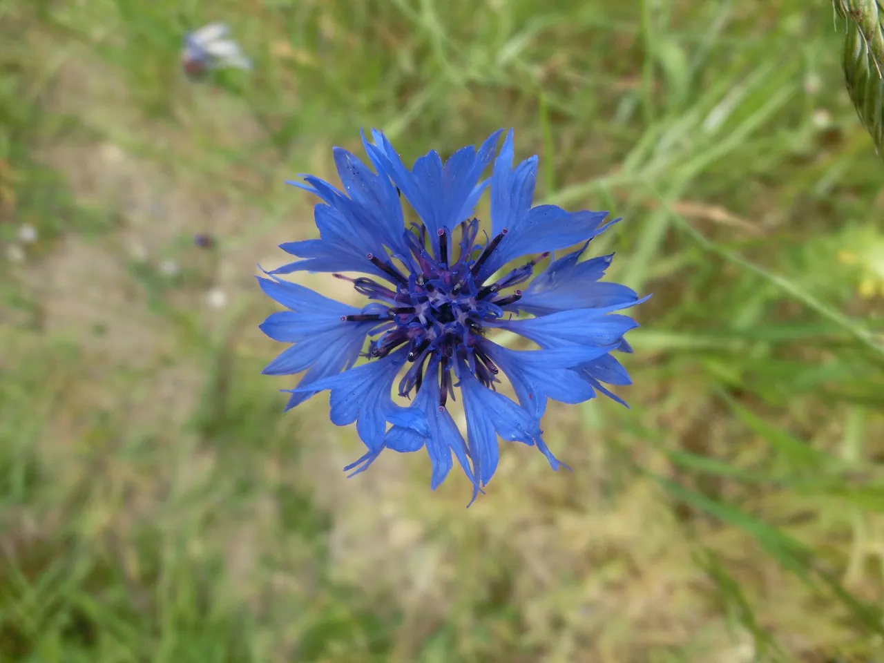C. cyanus