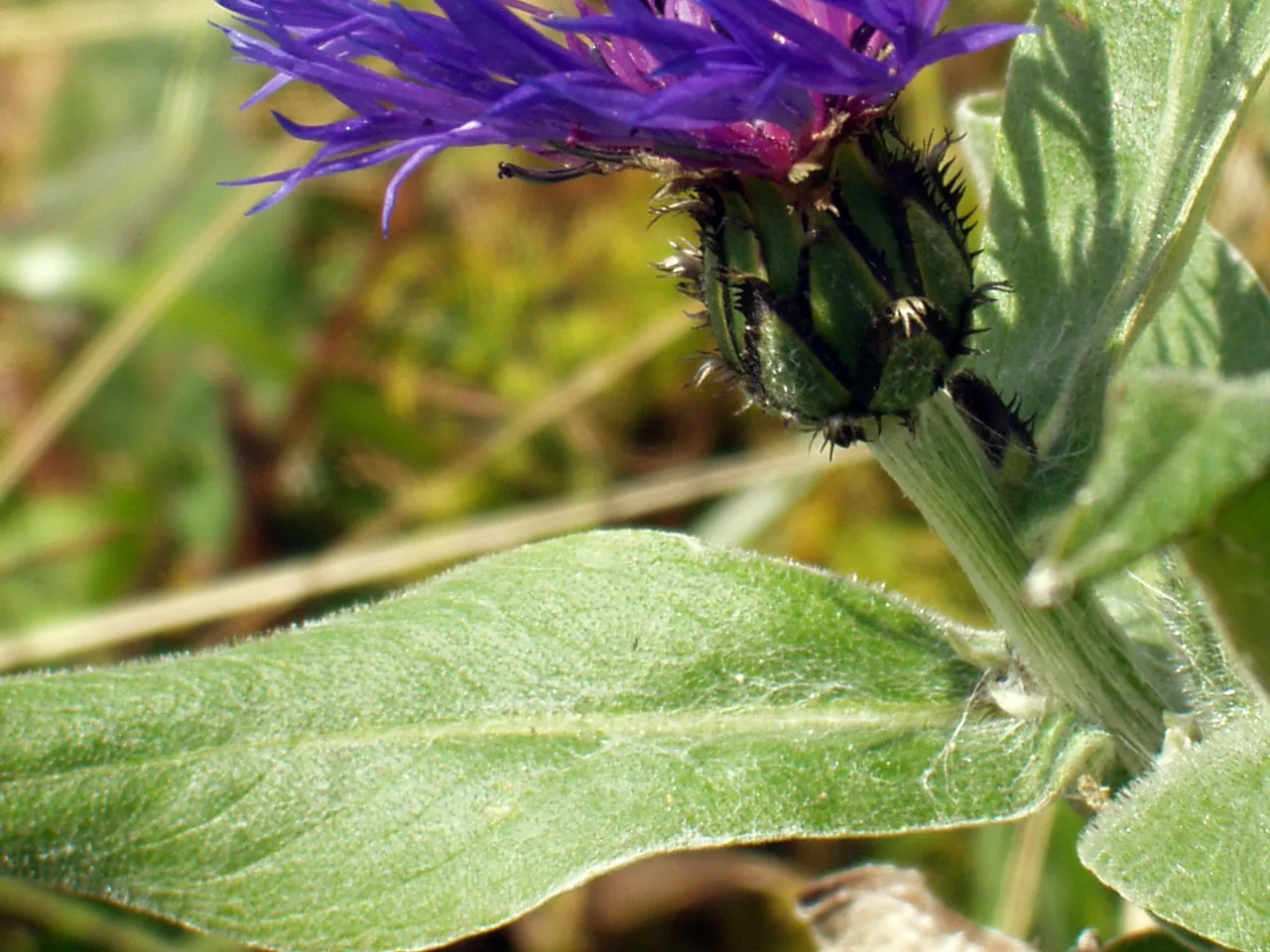 Centaurea montana