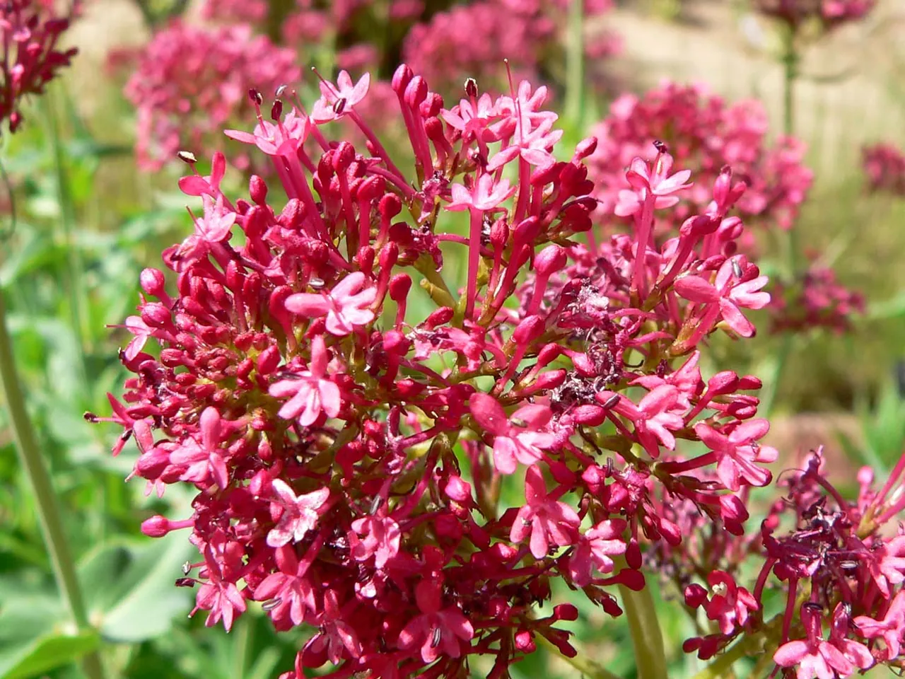 Spoorbloem