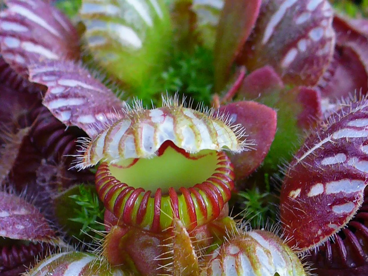 Australische bekerplant