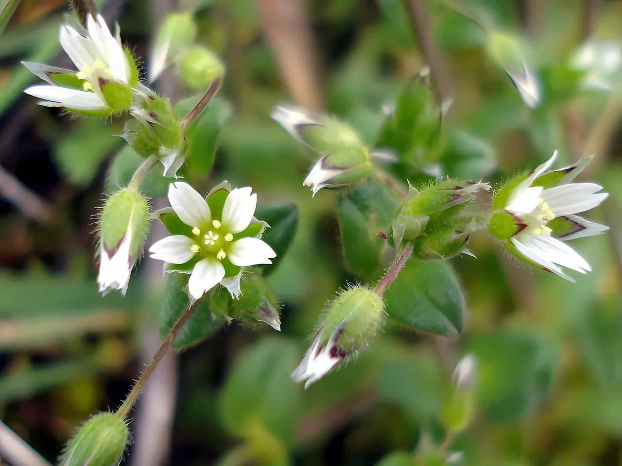Little mouse-ear