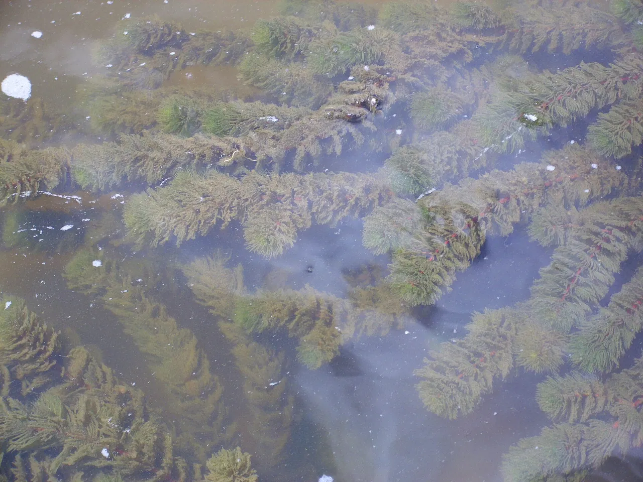 Common hornwort