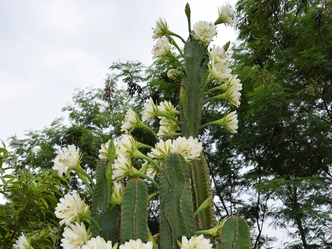 Cereus jamacaru