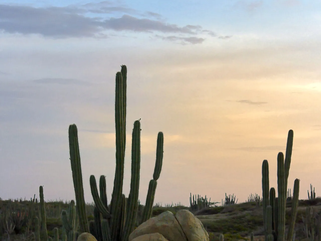 Cereus repandus