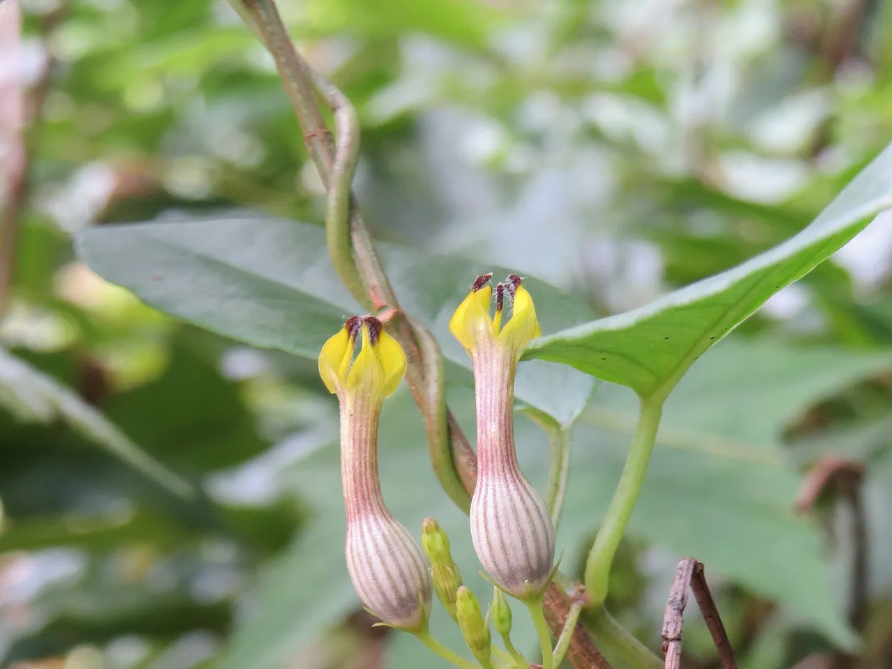 Ceropegia candelabrum