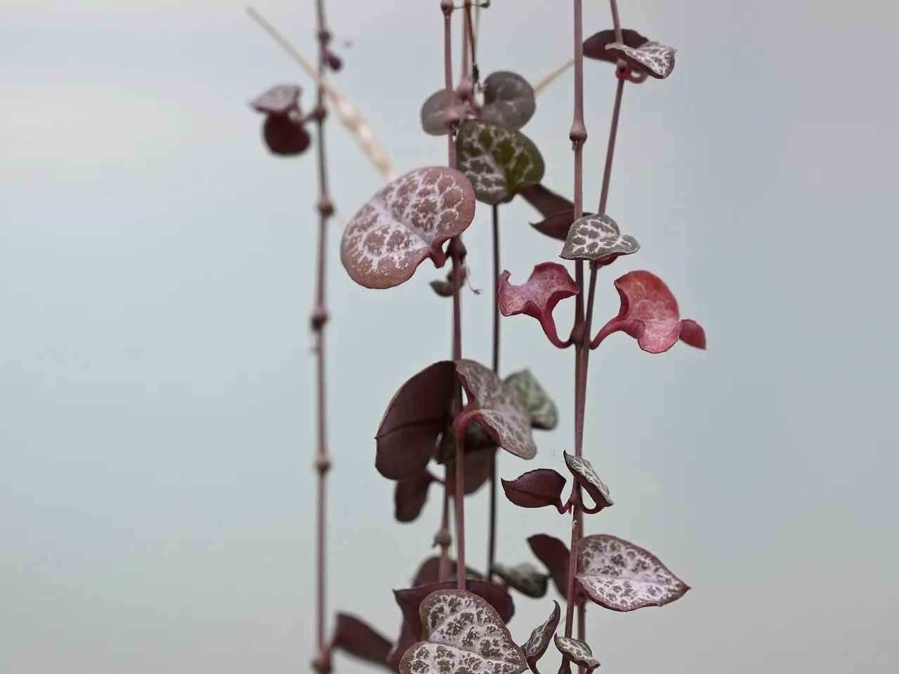 String of hearts