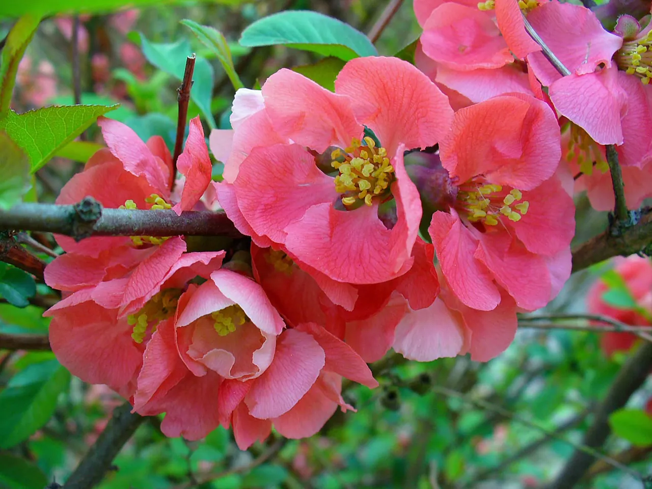 Japanese flowering-quince