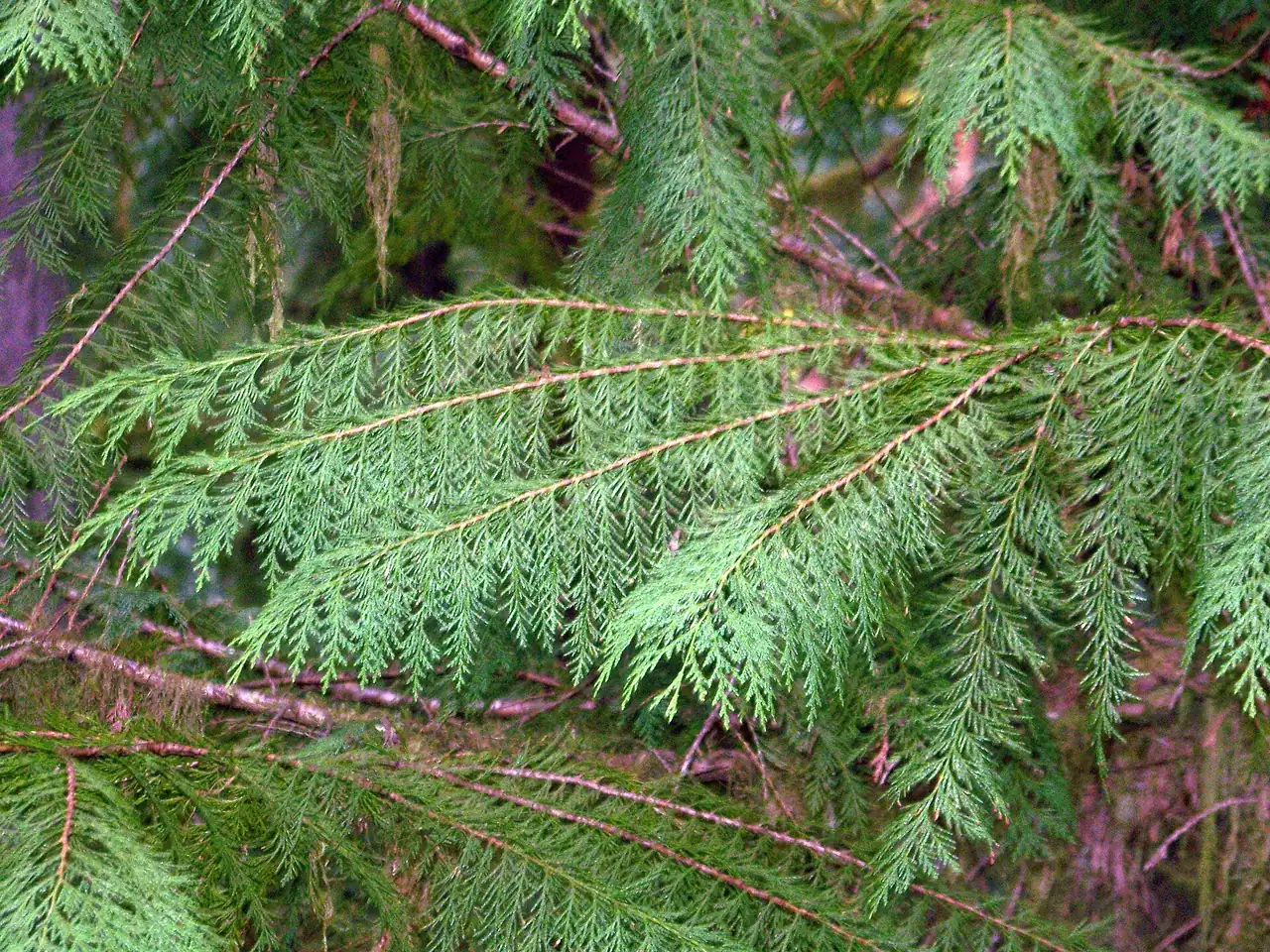 Lawson cypress