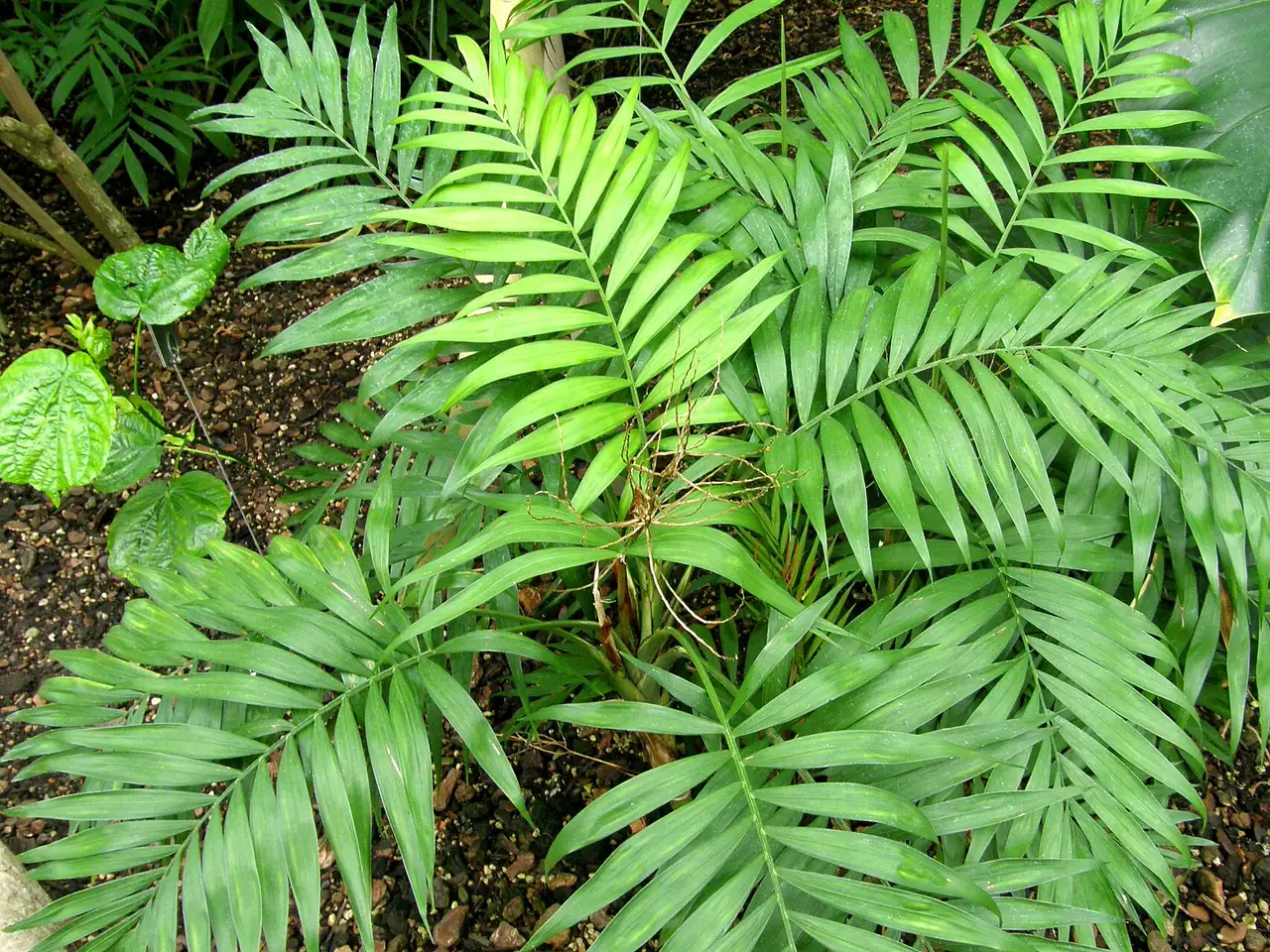 Parlour palm