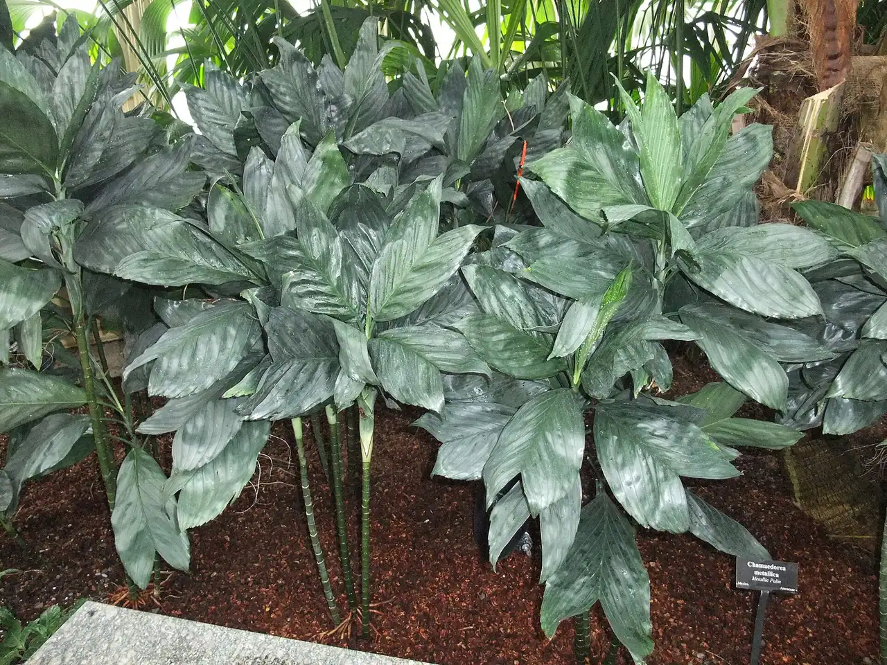 Metallic palm