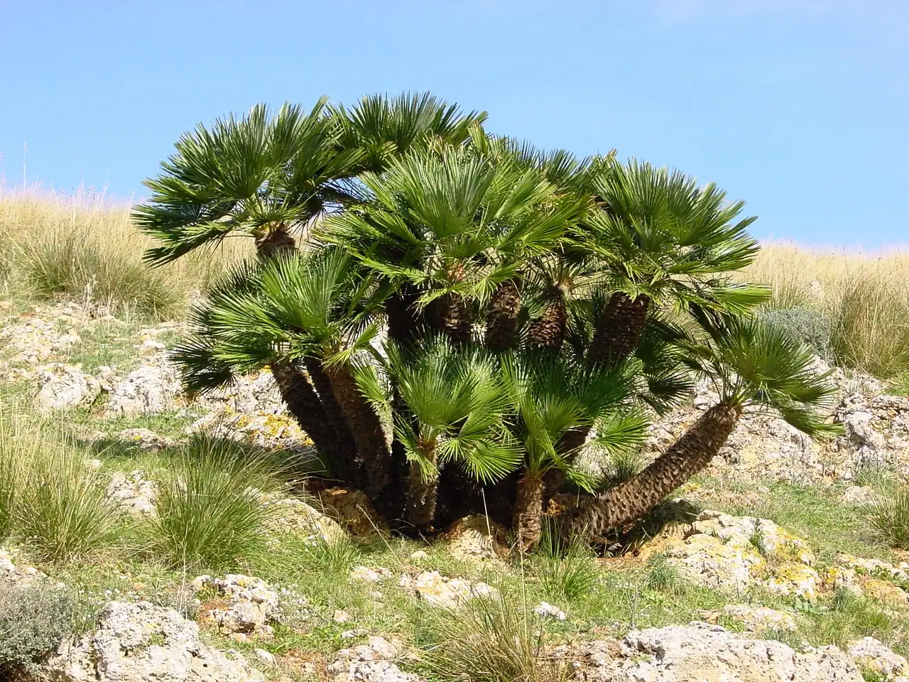 Blue Mediterranean fan palm