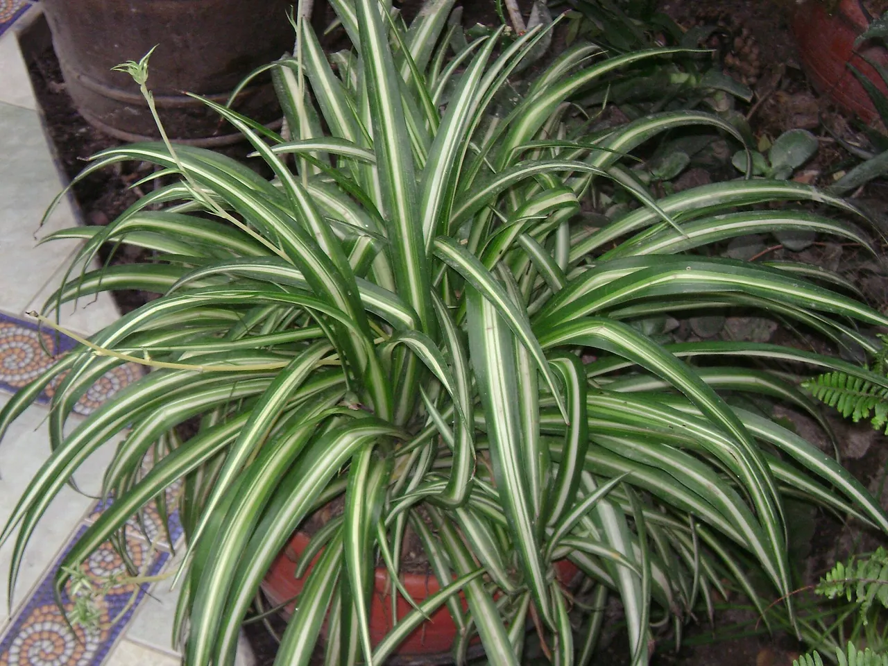 Spider plant