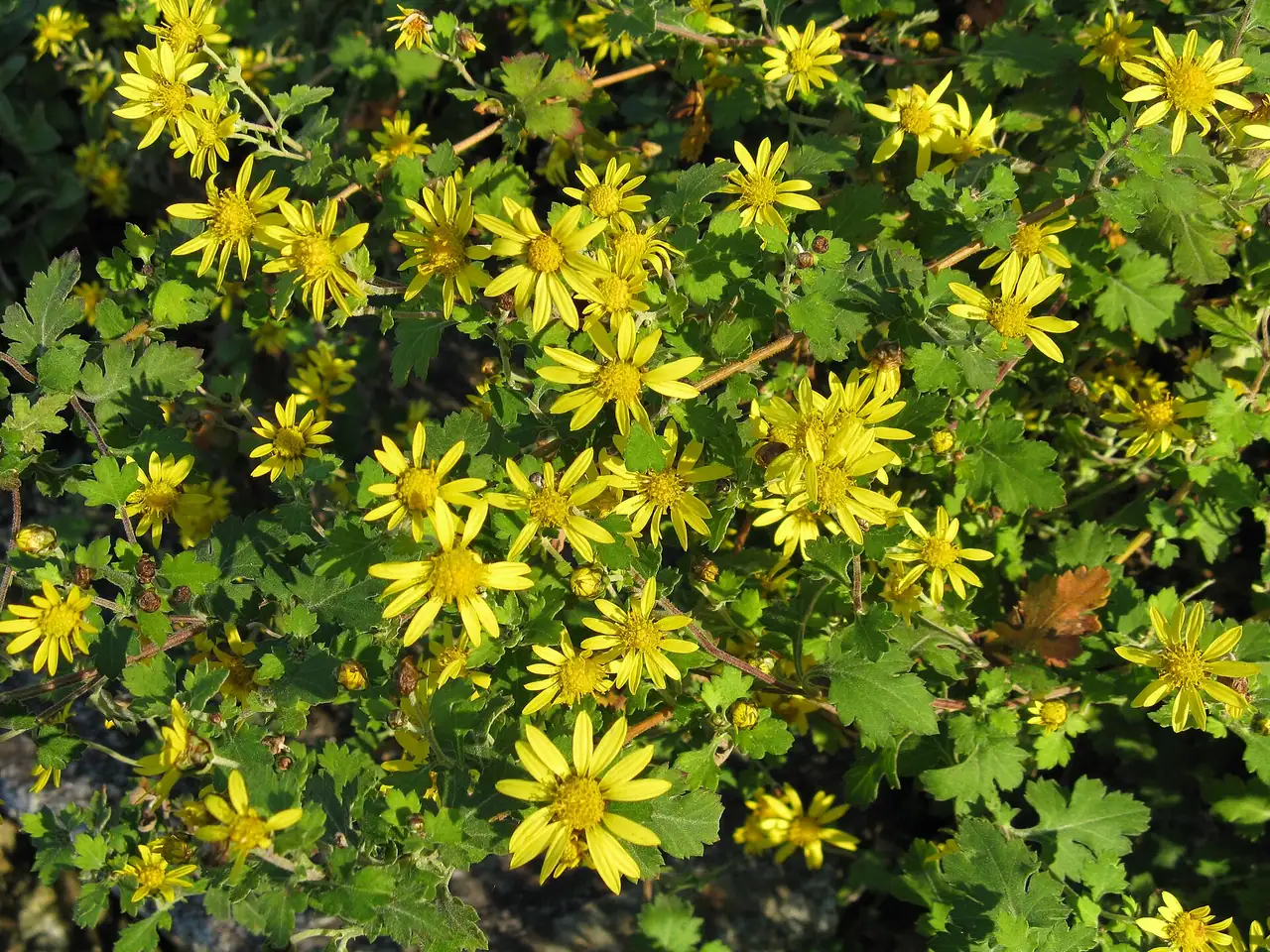 Indian chrysanthemum