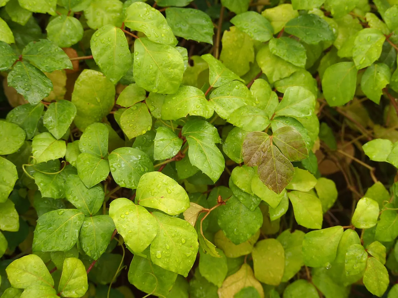 Grape ivy