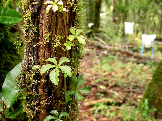Cissus striata