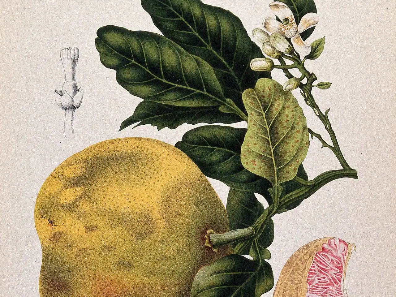 Pomelo