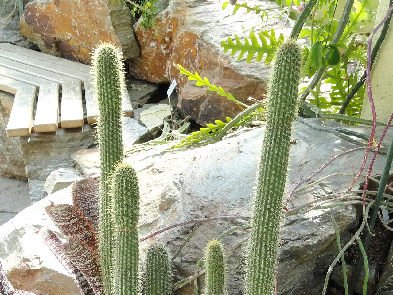 Cleistocactus tominensis