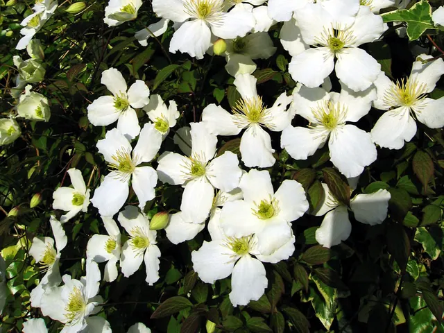 Anemone clematis