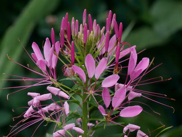 Cleome hassleriana