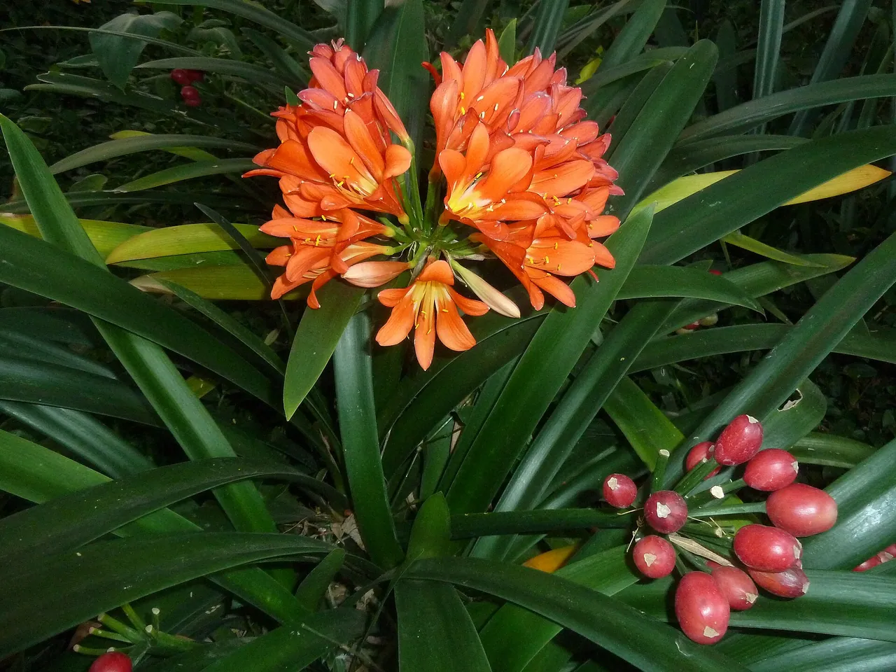 Natal lily