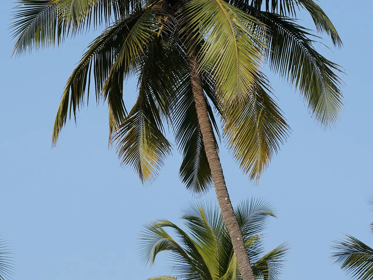 Kokospalm